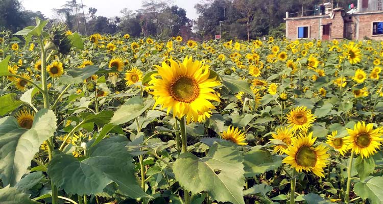বিশ্বনাথে সূর্যমুখী চাষে স্বপ্ন দেখছেন কৃষকরা