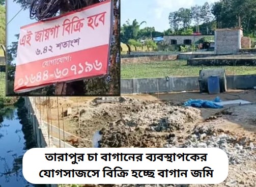 তারাপুর চা বাগানের ব্যবস্থাপকের যোগসাজসে বিক্রি হচ্ছে বাগান জমি